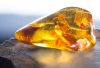 baltic amber stone